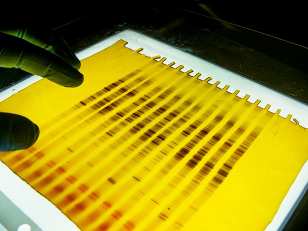 Electroforesis para estudiar comunidades microbianas en el CBUdeC