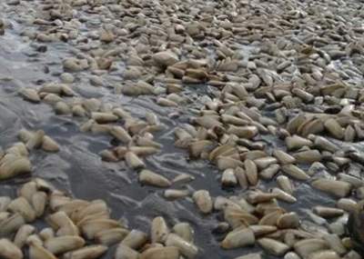 Foto: @DefendamsChiloe 